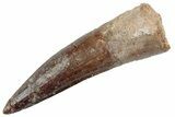 Fossil Spinosaurus Tooth - Real Dinosaur Tooth #367971-1